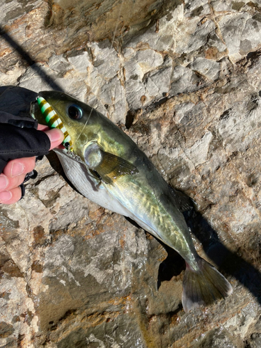 フグの釣果