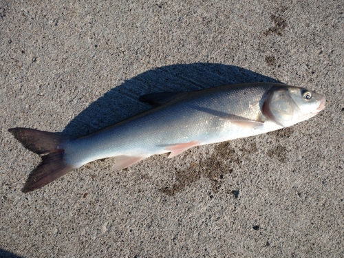 ウグイの釣果