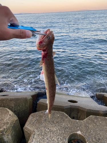 エソの釣果