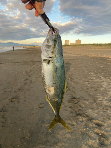 イナダの釣果