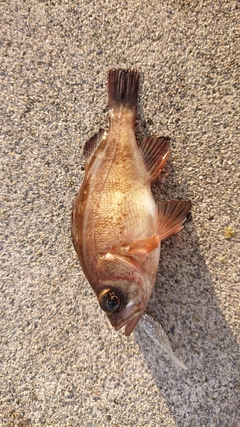 メバルの釣果