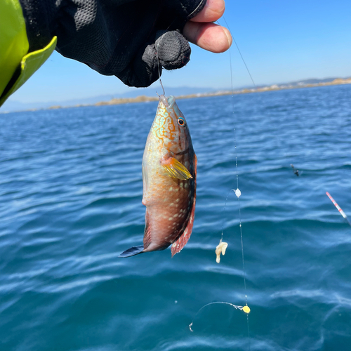 ホシササノハベラの釣果