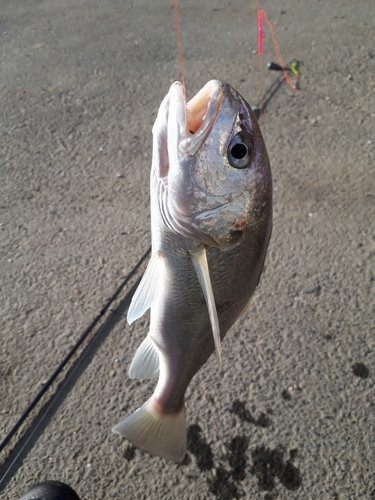 シログチの釣果