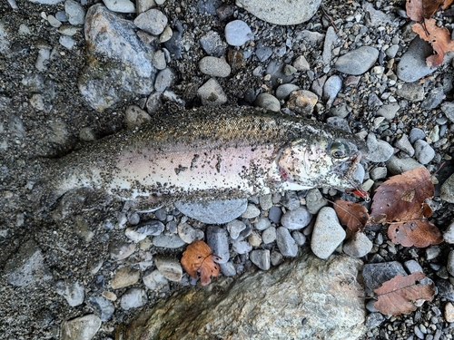 ニジマスの釣果