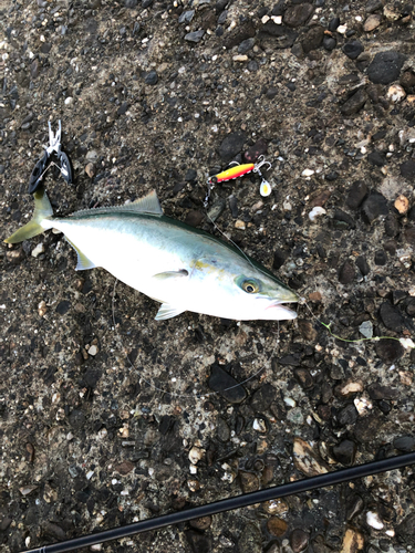 ツバスの釣果