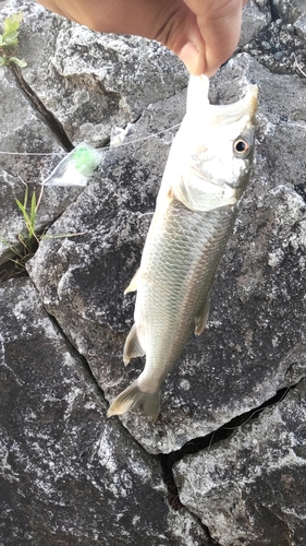 ハスの釣果