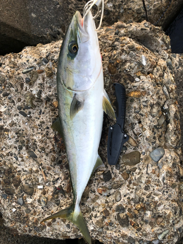 ワカシの釣果