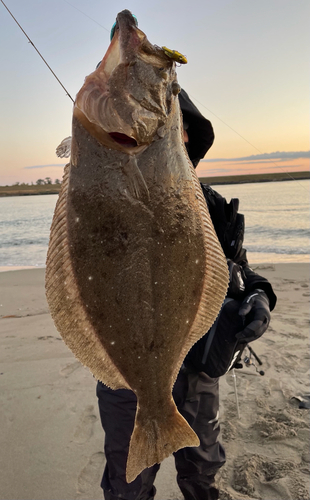 ヒラメの釣果