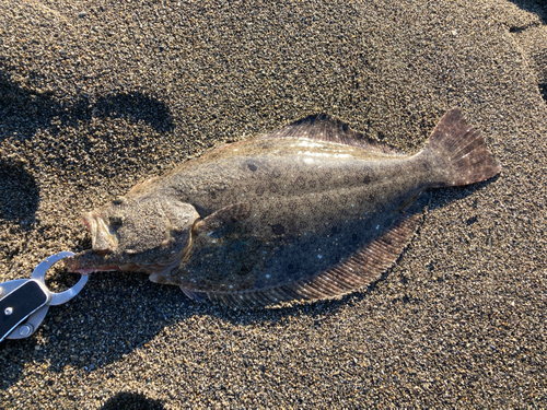 ヒラメの釣果