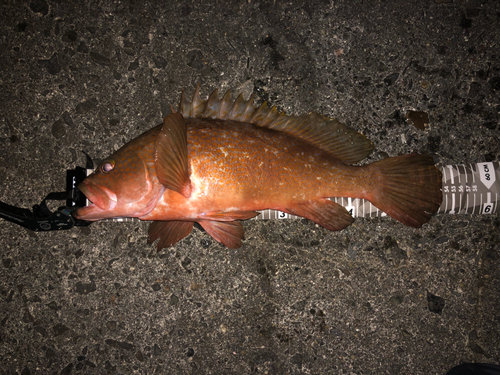 オオモンハタの釣果