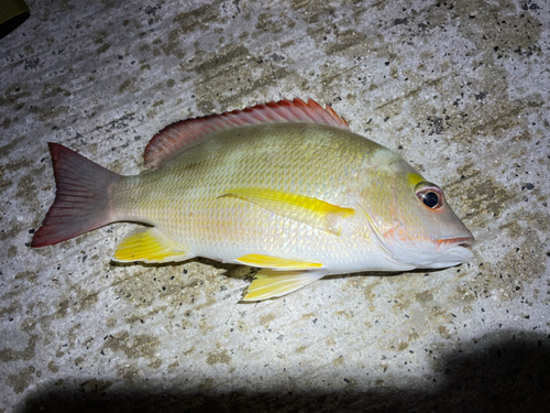 オキフエダイの釣果