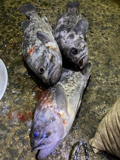 クロソイの釣果