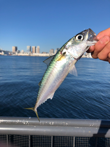 マサバの釣果