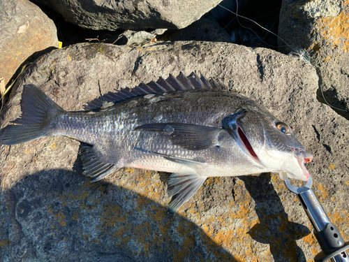 チヌの釣果