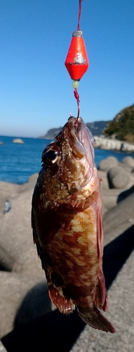 カサゴの釣果