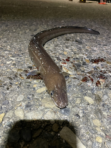 アナゴの釣果