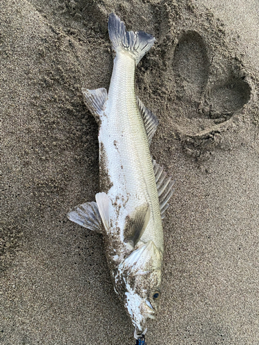 スズキの釣果