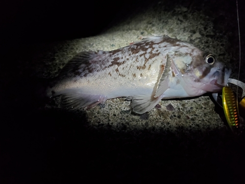 シマソイの釣果