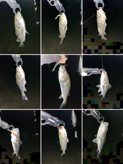 シーバスの釣果