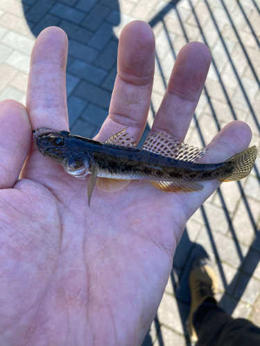 マハゼの釣果