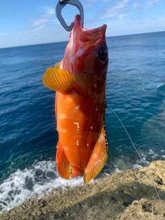 アカハタの釣果