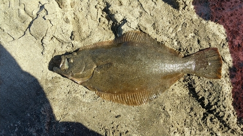 ヒラメの釣果