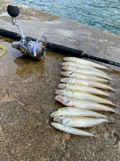 キスの釣果