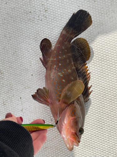 アコウの釣果