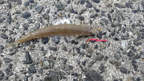 エソの釣果