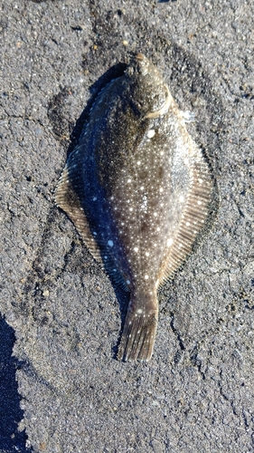 カレイの釣果