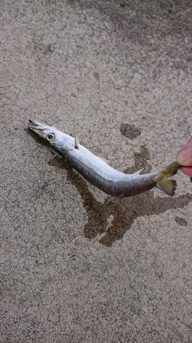 アカカマスの釣果