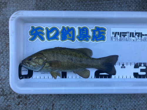 スモールマウスバスの釣果