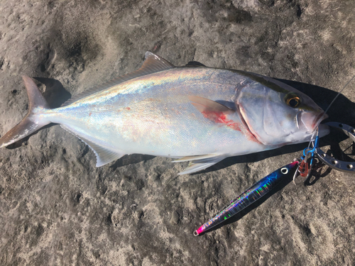 シオの釣果