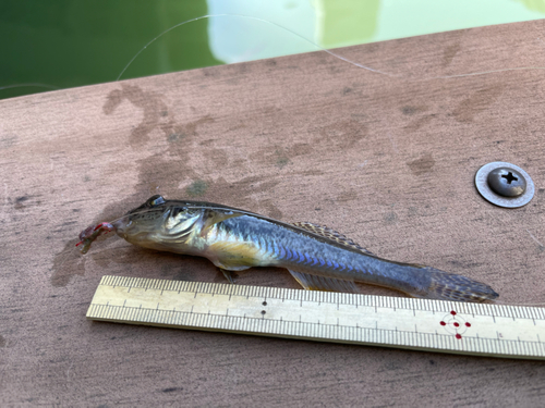 マハゼの釣果