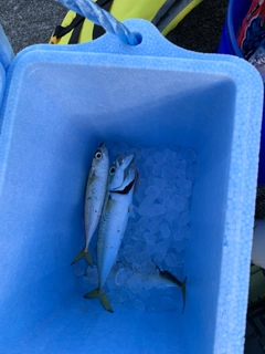 マサバの釣果