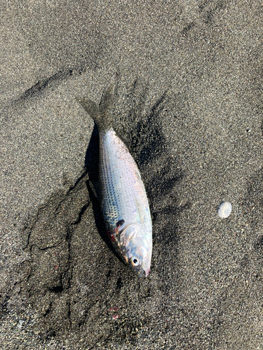 メゴチの釣果