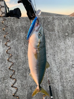 ハマチの釣果