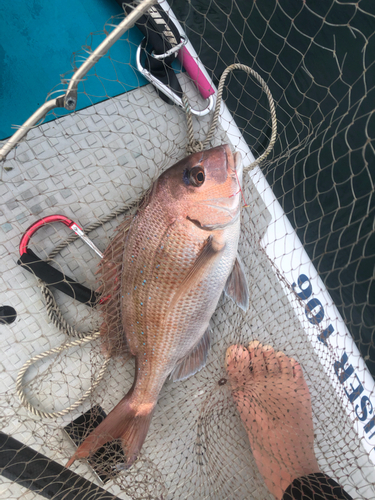 マダイの釣果