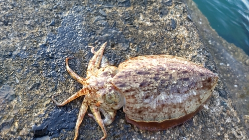 コウイカの釣果