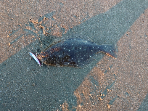 ソゲの釣果