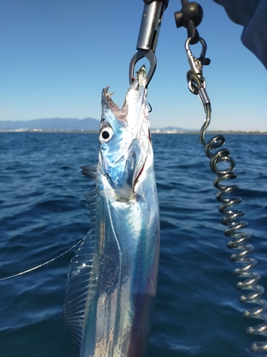 イナダの釣果