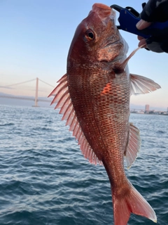 タイの釣果