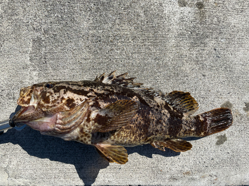 ベッコウゾイの釣果