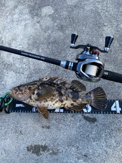 ベッコウゾイの釣果