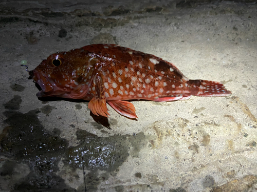 カサゴの釣果