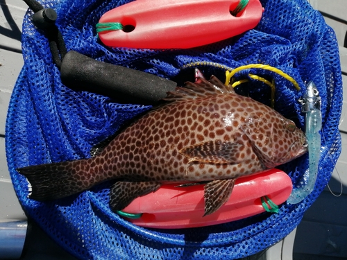 オオモンハタの釣果