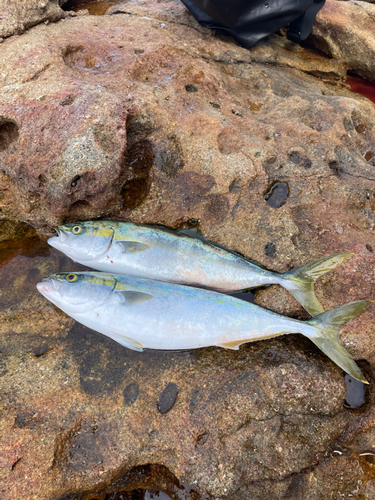 ツバスの釣果