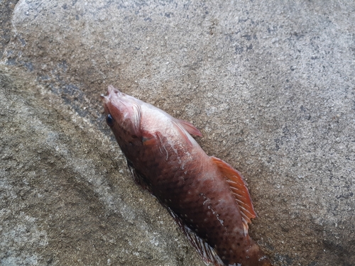 アカササノハベラの釣果