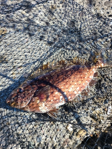 アイゴの釣果