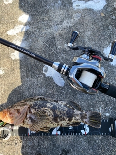 ベッコウゾイの釣果